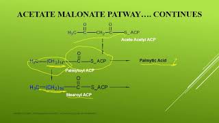 acetate malonate pathway [upl. by Nnasor564]