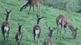 Cerfs élaphes en Pays dAspet place de brame N°2 4102022 [upl. by Ayana]