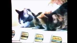 Friskies Buffet Cat Food Commercial 1974 [upl. by Raila]