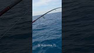 fishing florida atlantic offshore grunt snapper redsnapper bigbait snapperfishing tomtate [upl. by Ginni]