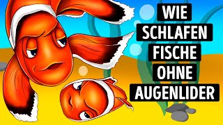 Warum haben Fische keine Augenlider und wie schlafen sie [upl. by Corder]