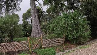 ANTIBES 🇫🇷 Visit of the botanical garden of Villa Thuret alone in a pouring rain [upl. by Humph]