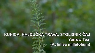 Kunica Hajdučka trava Stolisnik čaj  Yarrow Tea Achillea millefolium  4K [upl. by Esom]