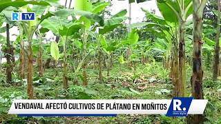 Vendaval afectó al menos 100 hectáreas de cultivos de plátano en Moñitos [upl. by Lewellen]