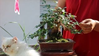 Cómo hacer Bonsai Low Cost  Actualización Julio 2016 [upl. by Odnalro243]