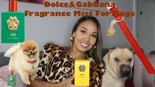 FragranceReview DolceampGabbana Fefe’ Fragrance Mist For Dogs ❤️🐶 [upl. by Okwu]