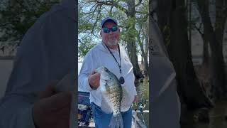 Reelfoot Lake Crappie Fishing in the Cypress Trees fishing crappie bigcrappie fish outdoors [upl. by Amy]