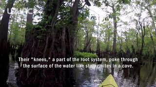 Ancient Forest Discovered in North Carolina [upl. by Earehs155]