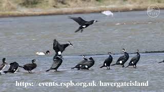 RSPB Havergate Island Trips [upl. by Ender]