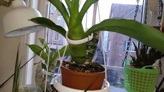 Catasetum Monn Millenium Magic Witchcraft Лены Шиловой [upl. by Arlon]