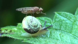 Fliege auf Schnecke Morgengymnastik snail fly workout [upl. by Billie]