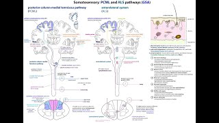 Exemplar Neuroscience L050 PCML o ALS [upl. by Eiramoj]