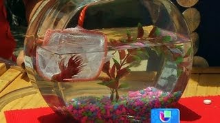 ¿Cómo mantener limpia una pecera o acuario en casa  Despierta América [upl. by Nellir]