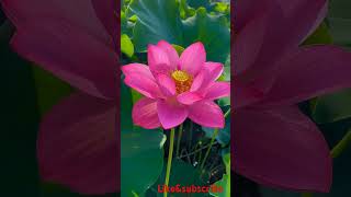 beautiful lotus flower🪷🌺likeandsubscribe shortvideo trending viralshorts shorts shere [upl. by Sirod]