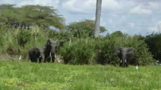 Selous Game Reserve Tanzania Africa [upl. by Ahsuoj]