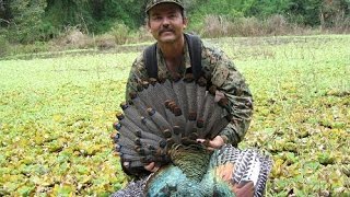 Ocellated Turkey Campeche Mexico [upl. by Lliw]