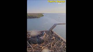 Captiva Osprey ❤️😲Ding Has Fledged At 60 Days Old 😲❤️ 20240622 [upl. by Annahsad]