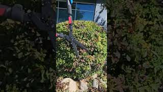 Trimming a Japanese Barberry [upl. by Stacie]