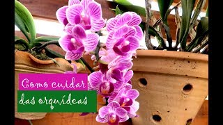 Dicas de como cuidar das orquídeas [upl. by Akcirehs]