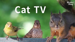 Cat TV 2020 8 Hours  Birds for Cats to Watch Relax Your Pets Beautiful Birds Squirrels [upl. by Yreva729]