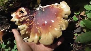 Royoporus badius or Picipes badius the black footed polypore black leg fungus in the family Polyp [upl. by Annaear932]