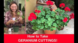 How to PROPAGATE GERANIUMS Stem Cuttings Ivy Geranium Pelargonium🌿Shirley Bovshow [upl. by Einiffit]