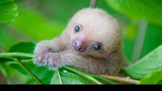 Baby Sloths Are About as Cute As You Would Expect [upl. by Cicero]