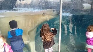 Terrifying Moment Polar Bear Headbutts Glass At Zoo [upl. by Aniram]