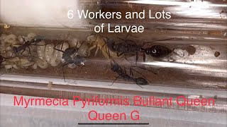 Myrmecia Pyriformis Bullant Queen  Queen G 2nd Update  Lots of Larvae 6 Workers Sting the Cricket [upl. by De Witt56]