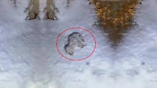 A man saved a frozen puppy from the snow only to discover its surprising past as it grew [upl. by Hgierb152]