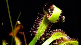 Drosera capensis vs fly [upl. by Ruzich]