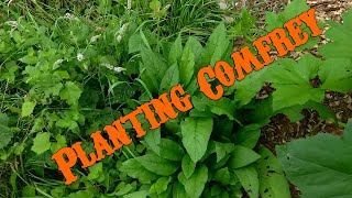 Planting Comfrey over 50 plants from 1 Root [upl. by Phaih551]