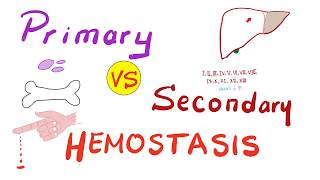 Primary vs Secondary Hemostasis  Blood Clotting Coagulation  Hematology [upl. by Ahsatin]