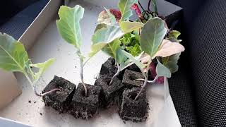 Moestuin video 35  Nieuwe spitskool plantjes gehaald [upl. by Spancake]