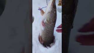 вальданна wow fishing рыбалка winter winterfishing icefishinglife icefish fish snow 🐟🐟🎣 [upl. by Atalie]