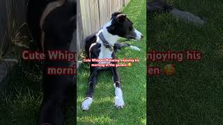 Cute Whippet Quietly Relaxing in the Garden dog pets cute adorable relaxing shorts beautiful [upl. by Doehne]