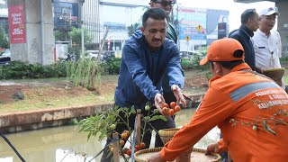 Walikota Jakarta Timur Panen Sayuran Tomat dan Terong di Kolong Tol Becakayu Cipinang Melayu [upl. by Mosira]