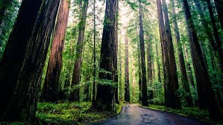 Could The US Offset Carbon Emissions With Trees [upl. by Brock]