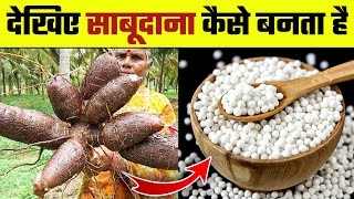 देखिए साबूदाना कैसे बनता है  Sabudana Making Process  How its made Sago  Tapioca Making Process [upl. by Okimik]