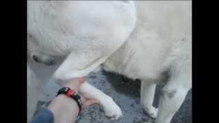 Nello Maremma Sheepdog with bilateral stifle arthritis [upl. by Yroggerg]