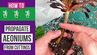 How to propagate Aeoniums from cuttings  Easy  results [upl. by Darrel887]