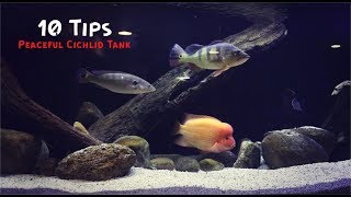 10 Tips For A Peaceful Cichlid Tank [upl. by Maurer]