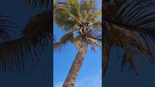 miracle miracles coconuttree coconut tree different [upl. by Gnel]