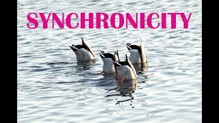 Synchronicity [upl. by Marmaduke]