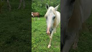 newest sweet additions to the Sanctuary at Horse Spirit Healing [upl. by Neila]