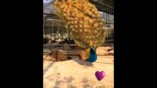 Watch beautiful Peacock unfurling feathers [upl. by Elissa]