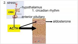 Aldosterone Regulation of Secretion and Effects [upl. by Isidro286]