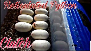 10 Years agomy first Reticulated Pythons ClutchMein erstes Netzpython Gelege [upl. by Kinsley]