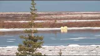 Polar Bear Mom and Big Cub Walk on a Frozen Pond 10262024 exploreorg [upl. by Diraj]