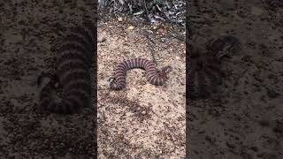 Releasing an Australian Death Adder Acanthophis antarcticus ⚠️☠️⚠️ [upl. by Attaynek904]